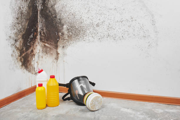 Best Commercial Mold Remediation in Mccleary, WA