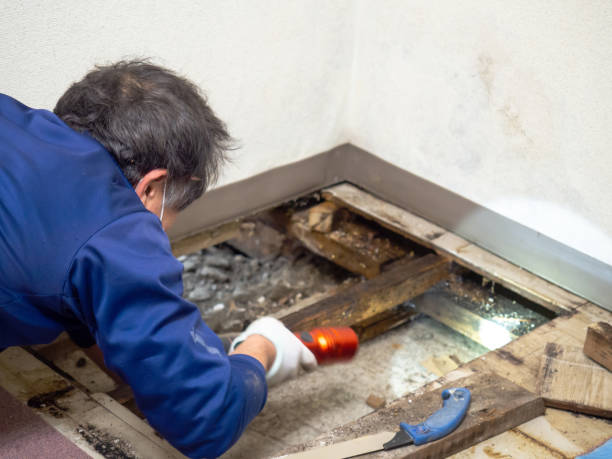 Best DIY Mold Remediation Support Services in Mccleary, WA