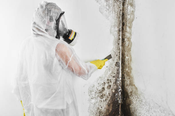 Best Health and Safety Mold Remediation in Mccleary, WA