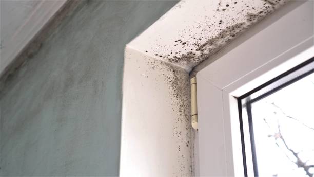 Best Bathroom Mold Remediation in Mccleary, WA