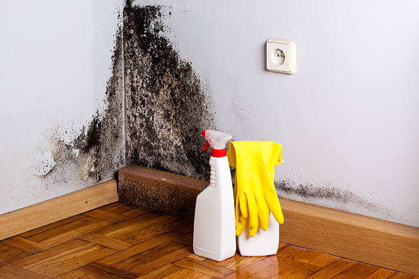 Best Preventive Mold Services in Mccleary, WA