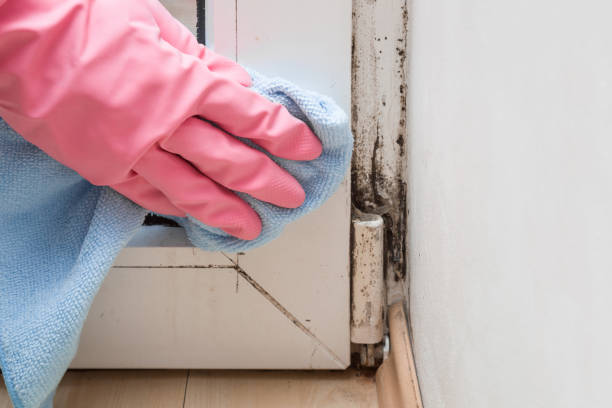 Best Localized Mold Remediation (e.g., coastal areas, humid climates) in Mccleary, WA