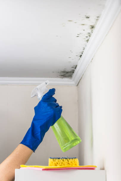 Best Preventive Mold Services in Mccleary, WA